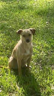 Enlarge Pancake aka Brown, a Adoptable Chihuahua in Bradenton, FL image 1/3