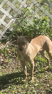 Enlarge Pancake aka Brown, a Adoptable Chihuahua in Bradenton, FL image 2/3