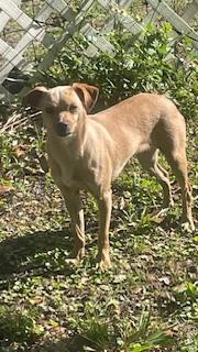 Enlarge Pancake aka Brown, a Adoptable Chihuahua in Bradenton, FL image 3/3
