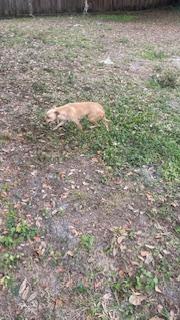 Pancake, Adoptable, Adult Female Chihuahua.