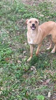 Enlarge Pancake, a Adoptable Chihuahua in Bradenton, FL image 2/6