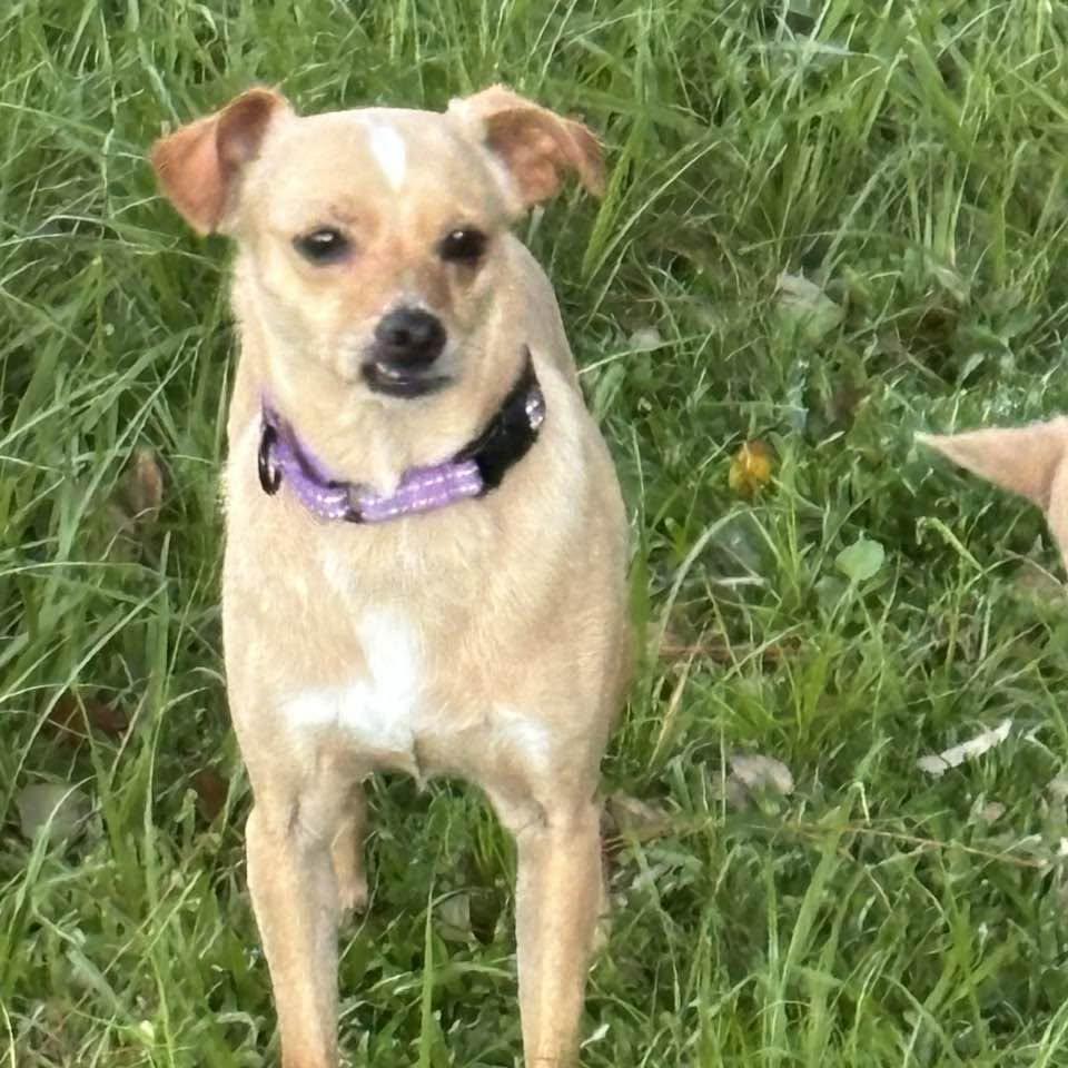 Enlarge Pancake aka Brown, a Adoptable Chihuahua in Bradenton, FL image 2/5