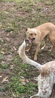 Pancake aka Brown, a Adoptable Chihuahua in Bradenton, FL image 3/6