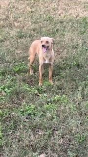 Enlarge Pancake, a Adoptable Chihuahua in Bradenton, FL image 3/6