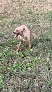 Enlarge Pancake, a Adoptable Chihuahua in Bradenton, FL image 4/6