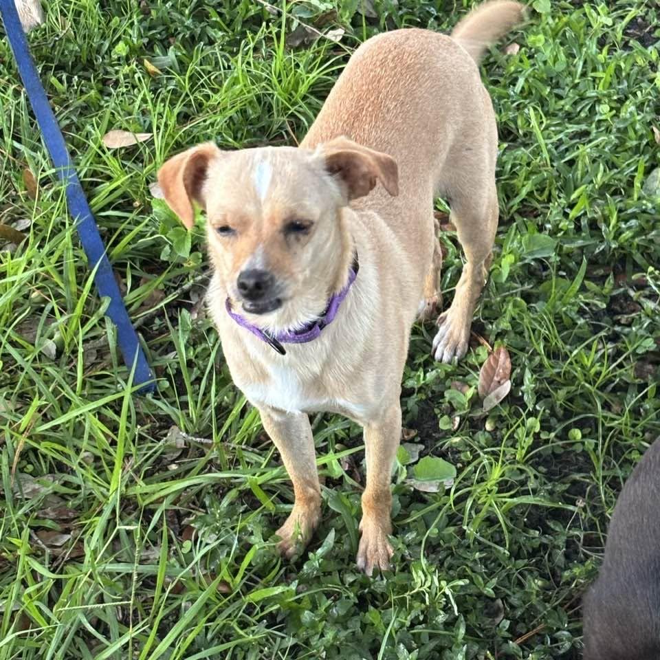 Enlarge Pancake aka Brown, a Adoptable Chihuahua in Bradenton, FL image 3/5