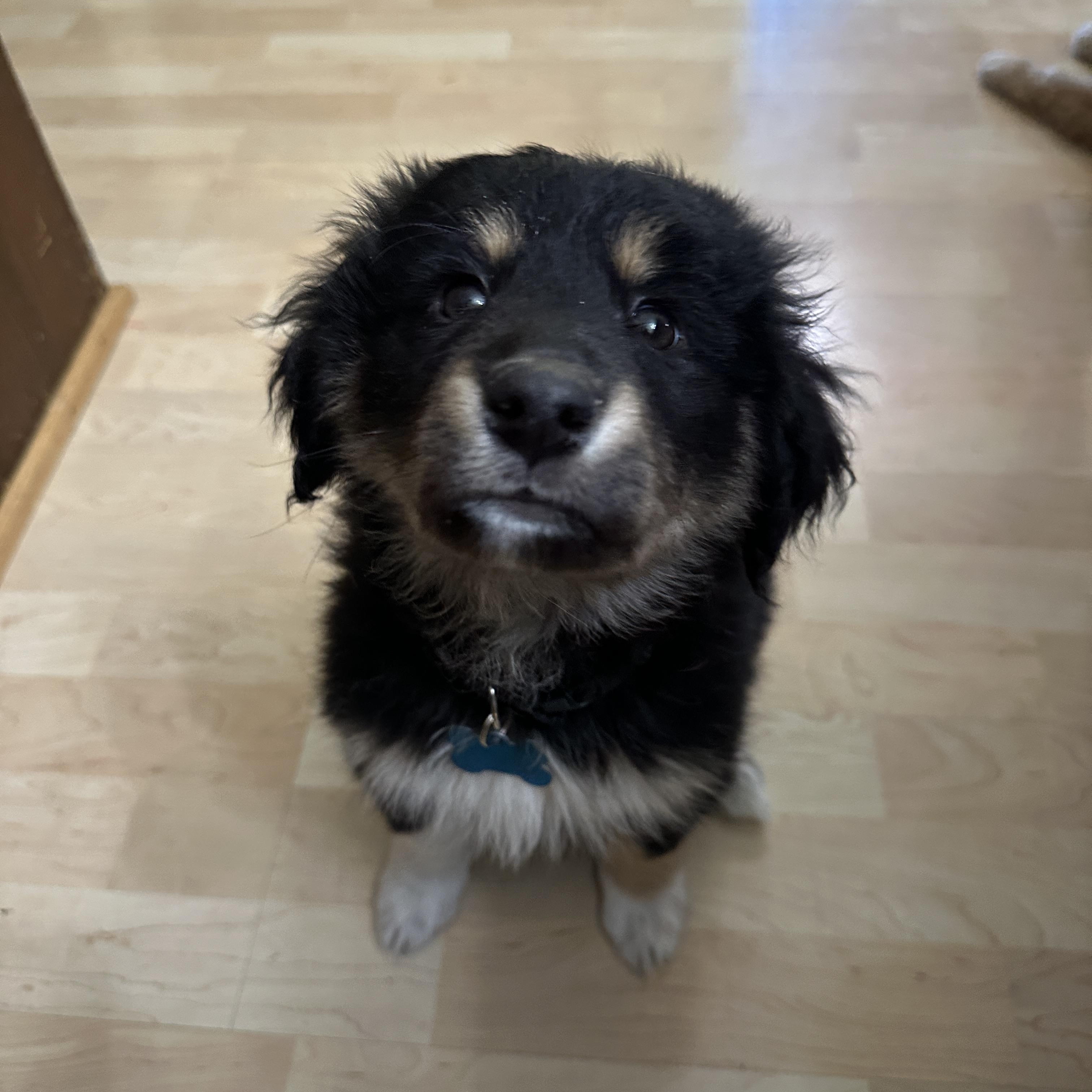 Enlarge Callie, an adopted mixed breed in Glen Ellyn, IL image 3/5