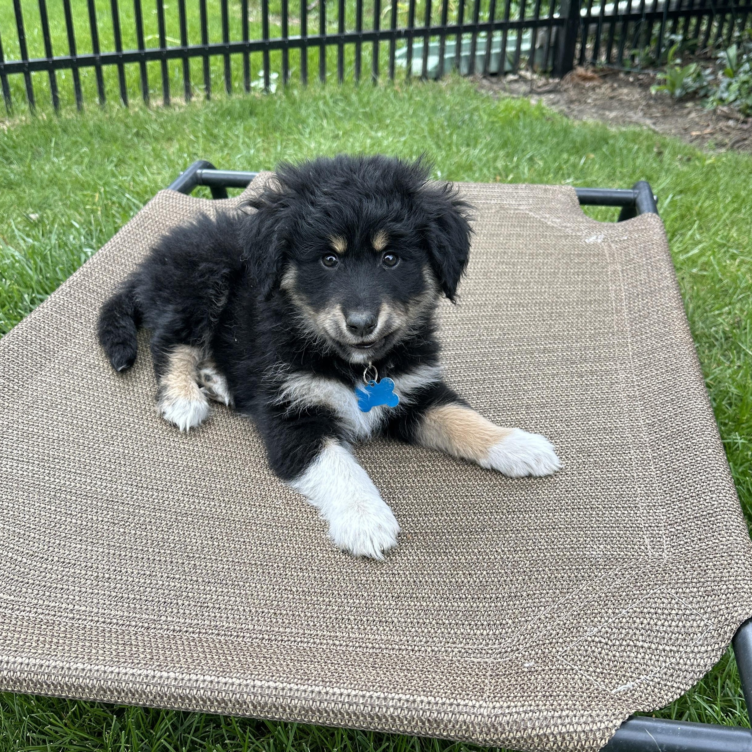 Callie, adopted, Puppy Female Shepherd.