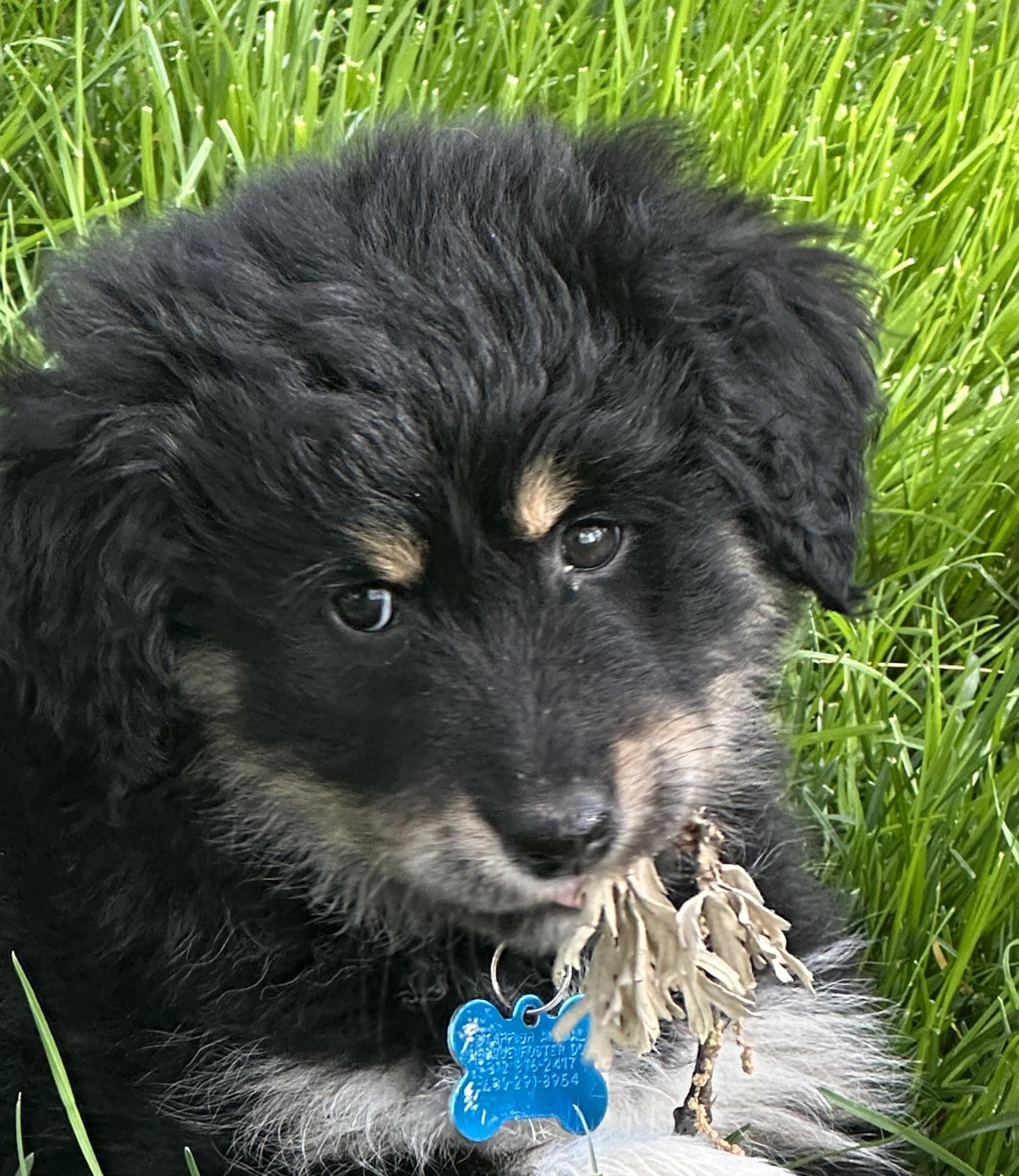 Enlarge Callie, an adopted mixed breed in Glen Ellyn, IL image 2/5