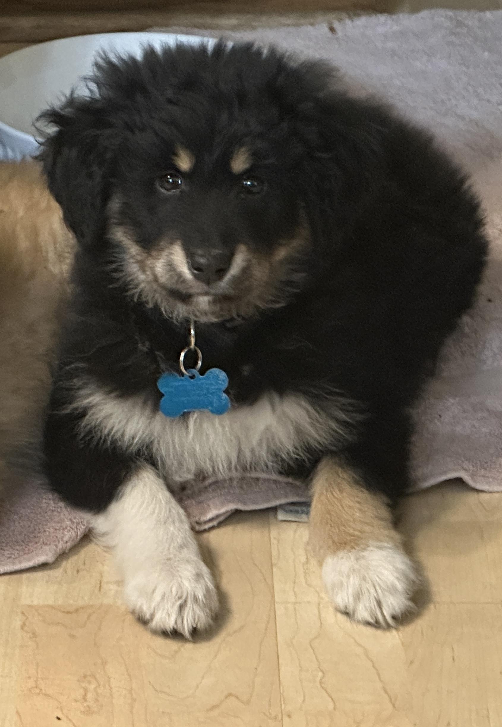 Enlarge Callie, an adopted mixed breed in Glen Ellyn, IL image 4/5