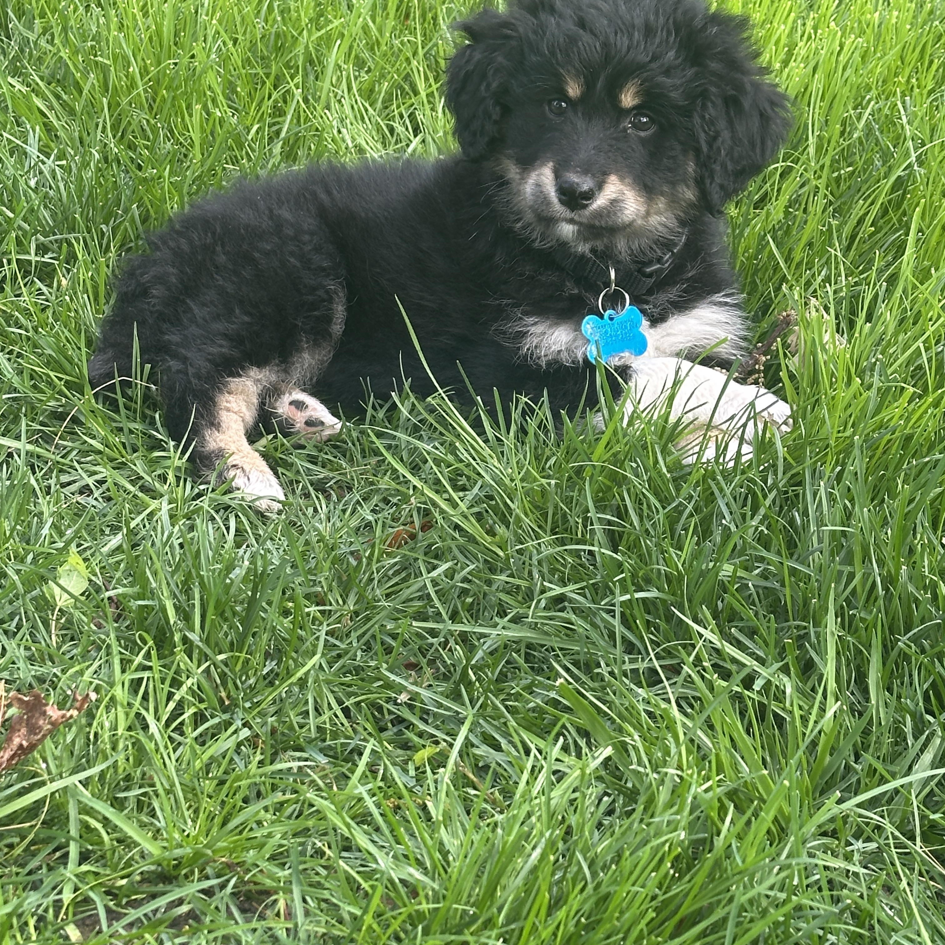 Enlarge Callie, an adopted mixed breed in Glen Ellyn, IL image 5/5