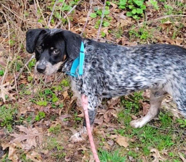 Enlarge Max, a Adoptable Mixed Breed in Osseo, MI image 1/2