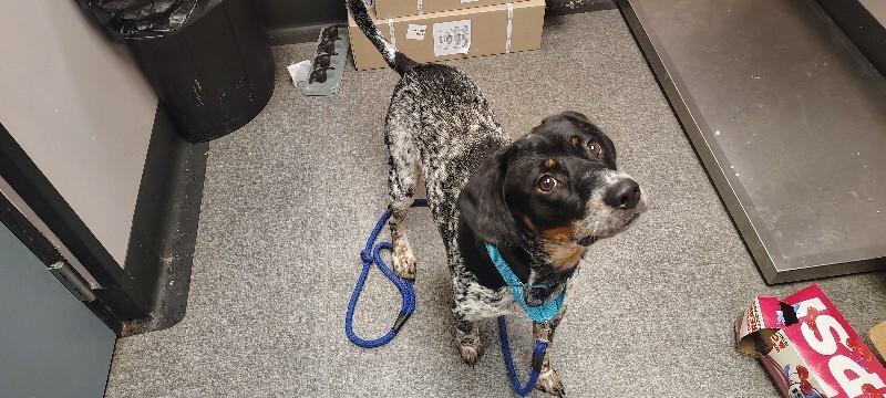 Enlarge Max, a Adoptable Mixed Breed in Osseo, MI image 2/2