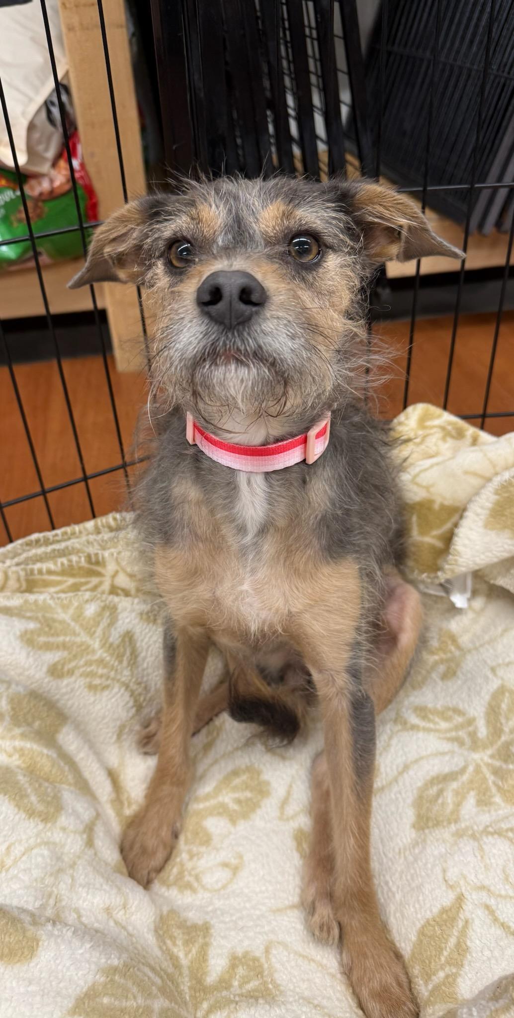Willow, adopted, Adult Female Yorkshire Terrier.