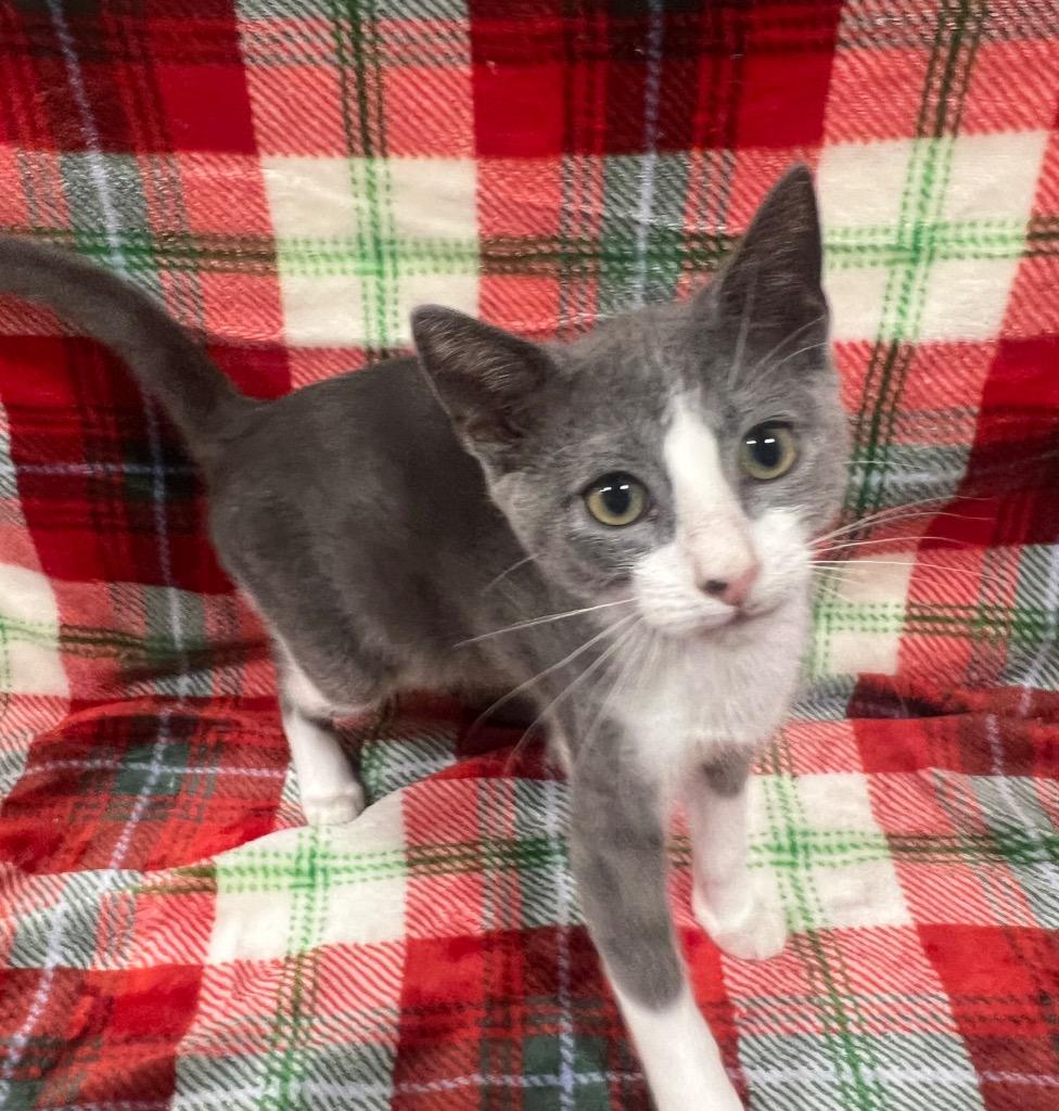 Wally, a Adoptable mixed breed in Corpus Christi, TX image 1/2