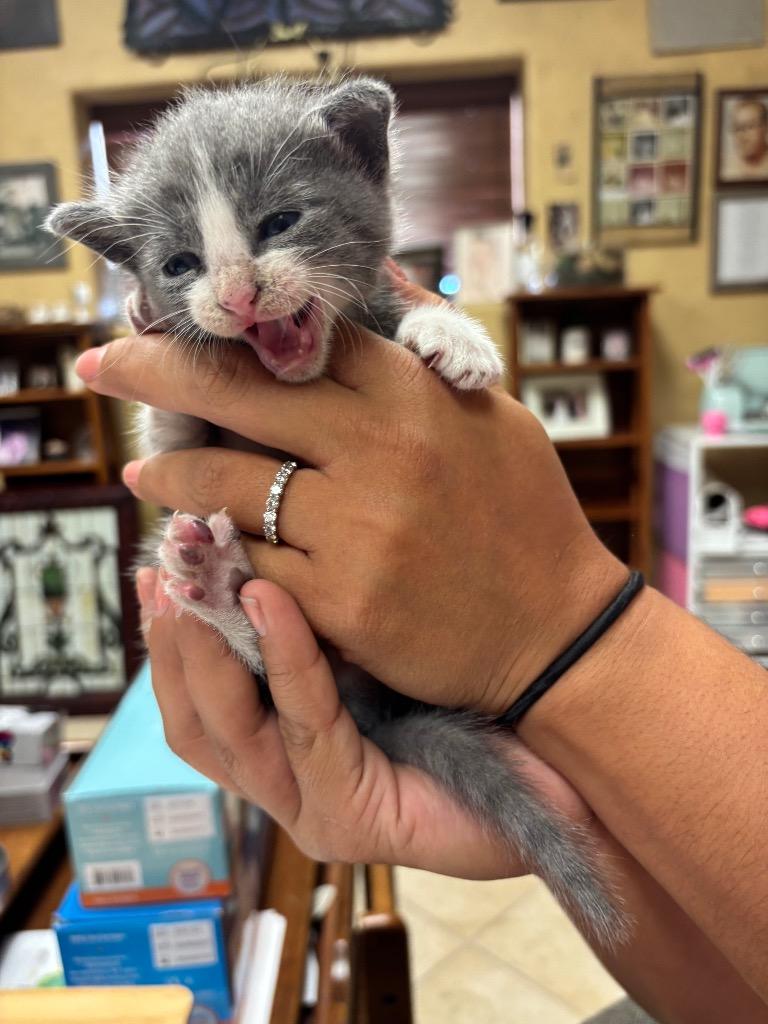 Wally, a Adoptable mixed breed in Corpus Christi, TX image 2/2