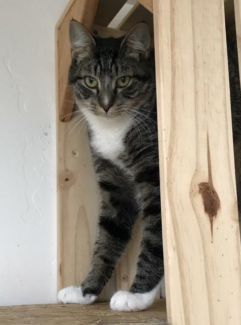 Dexter, Adopted, Senior Male Domestic Short Hair.