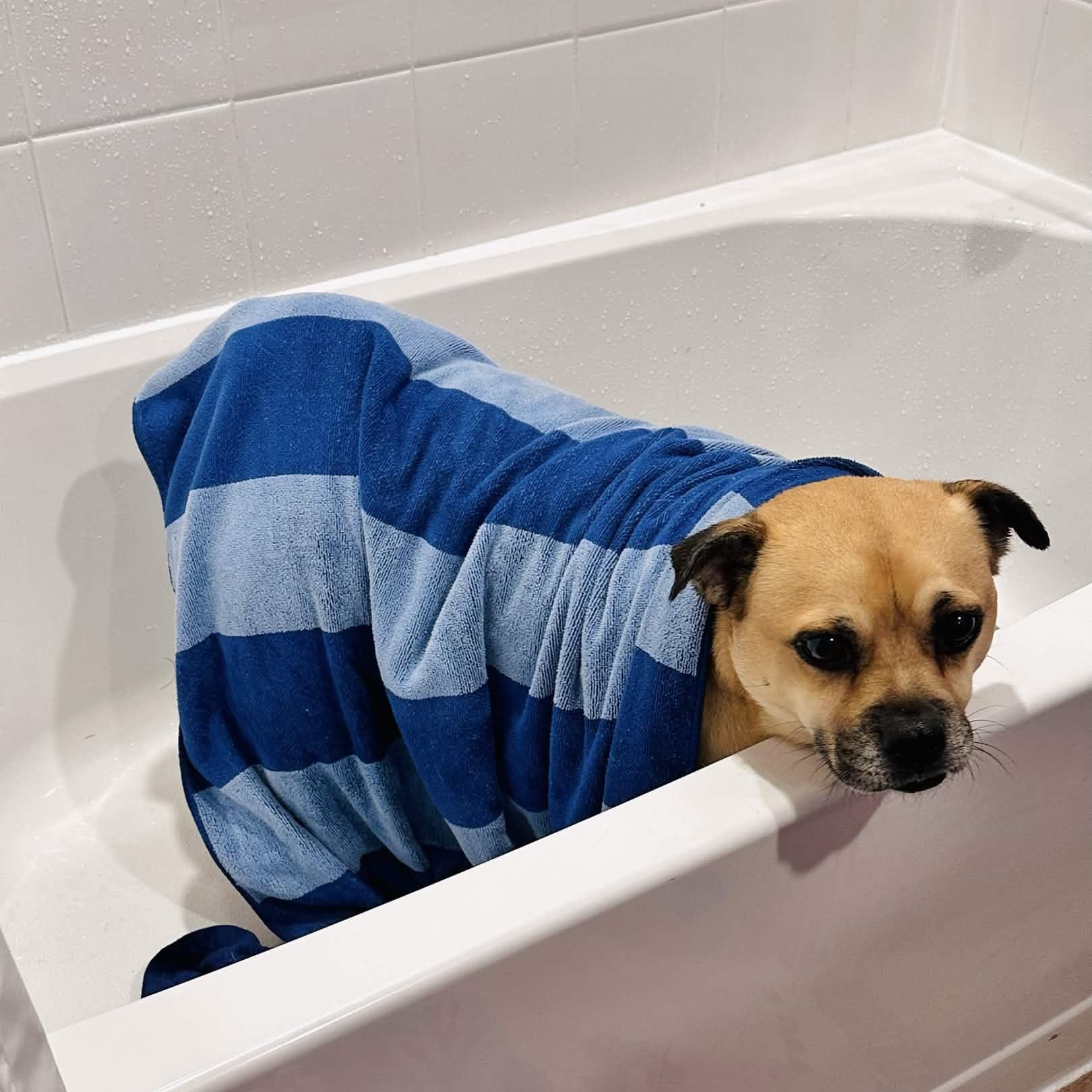 Enlarge Conway Twitty, a Adoptable mixed breed in Portland, OR image 6/6