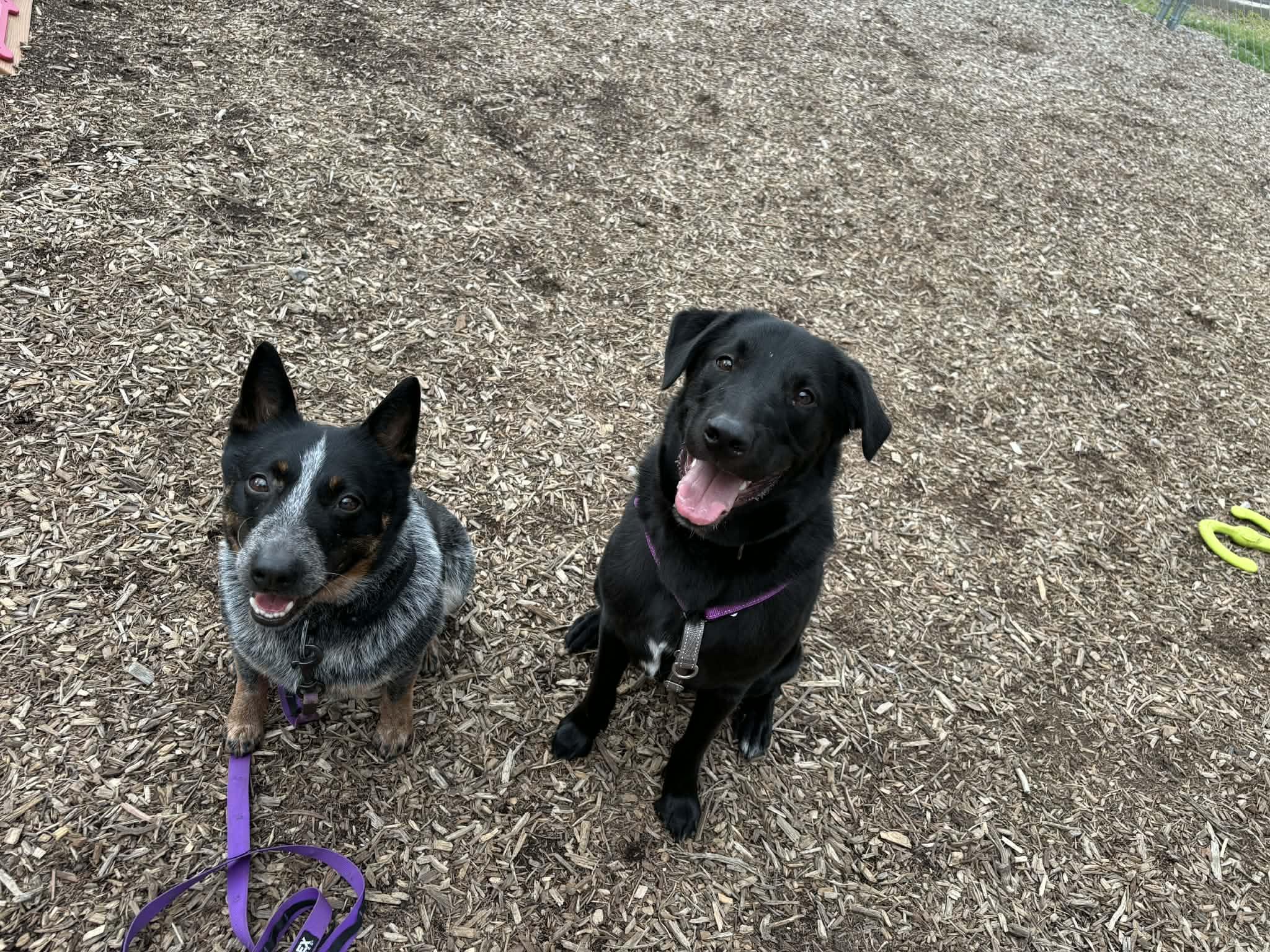 Enlarge Radish, a ADOPTABLE mixed breed in Columbia, MO image 2/6