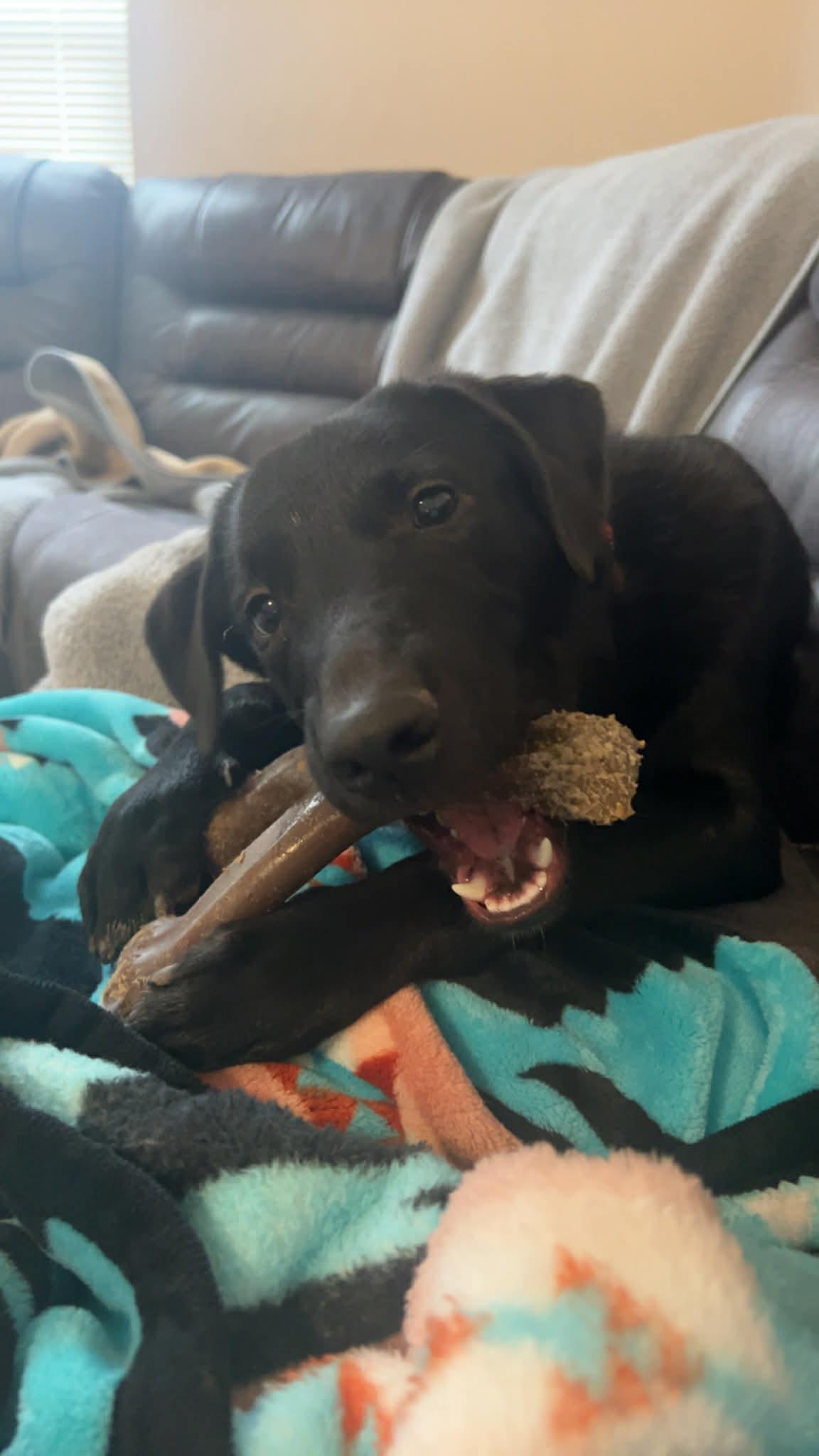 Enlarge Radish, a ADOPTABLE mixed breed in Columbia, MO image 5/6