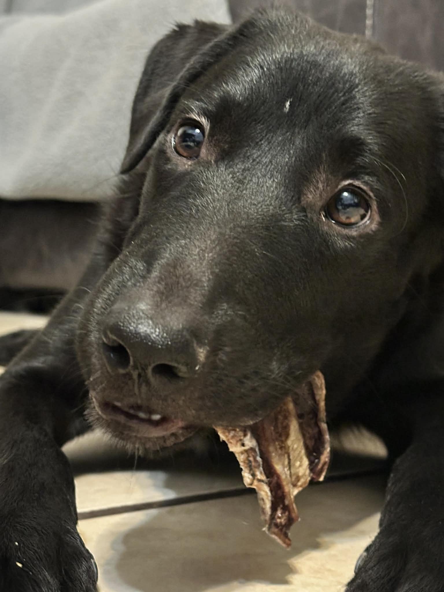Enlarge Radish, a ADOPTABLE mixed breed in Columbia, MO image 2/6
