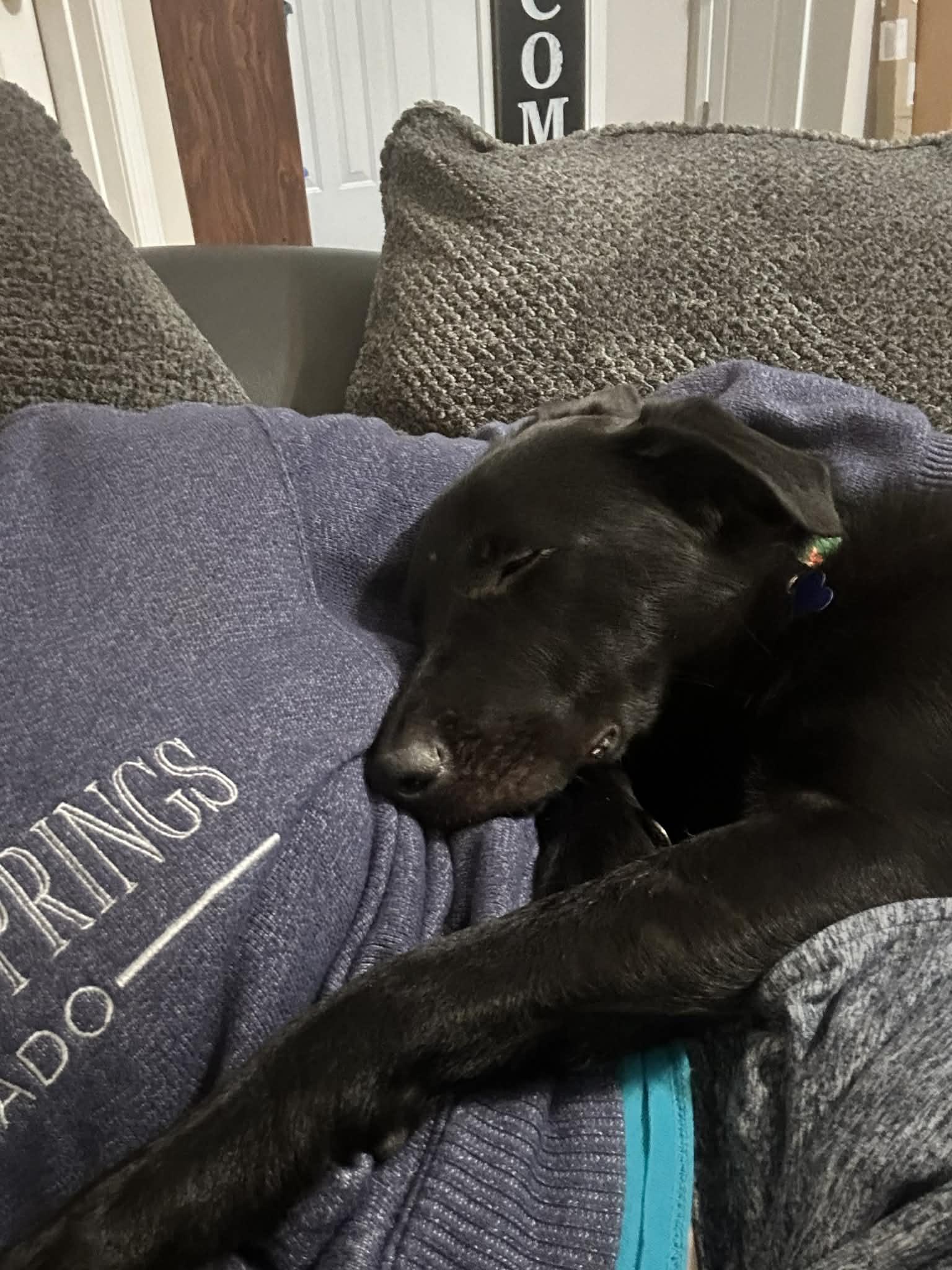 Enlarge Radish, a ADOPTABLE mixed breed in Columbia, MO image 4/6