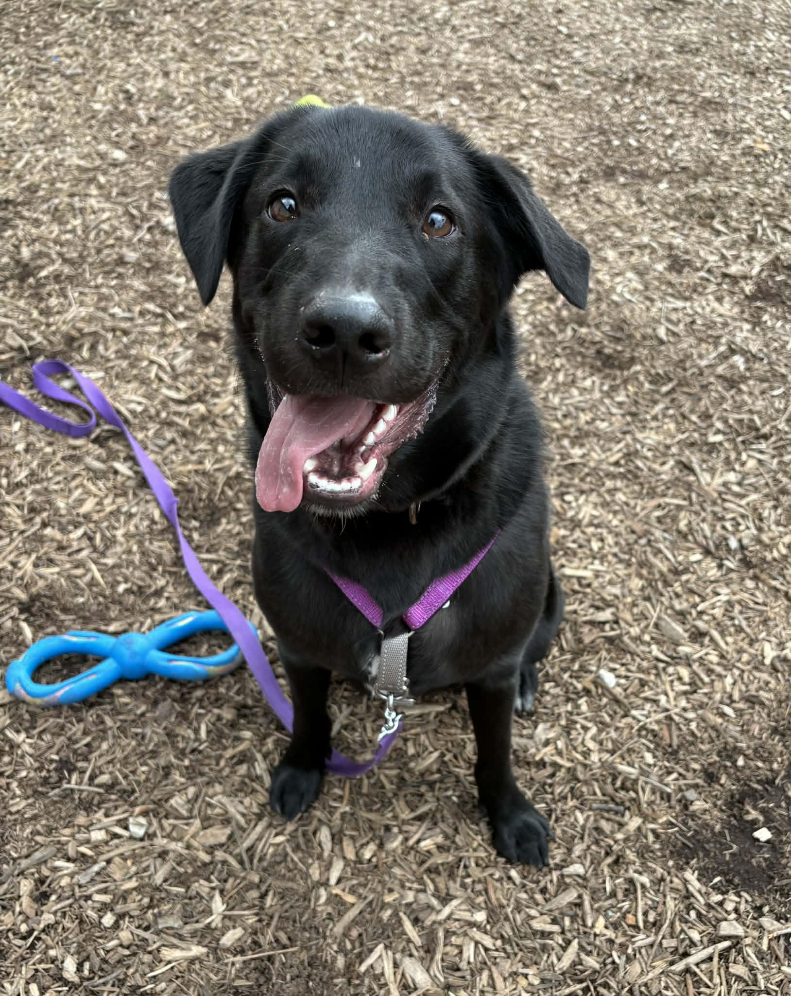 Enlarge Radish, a ADOPTABLE mixed breed in Columbia, MO image 1/6