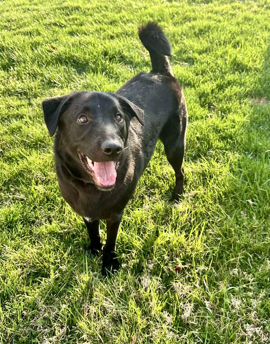 Enlarge Radish, a ADOPTABLE mixed breed in Columbia, MO image 3/6