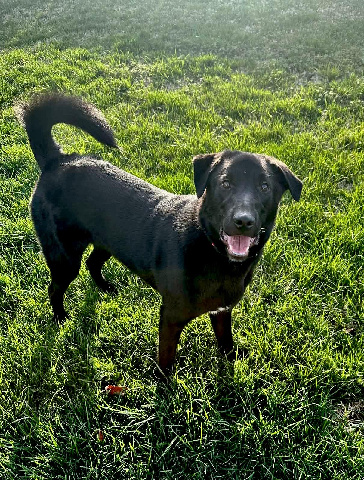 Enlarge Radish, a ADOPTABLE mixed breed in Columbia, MO image 1/6