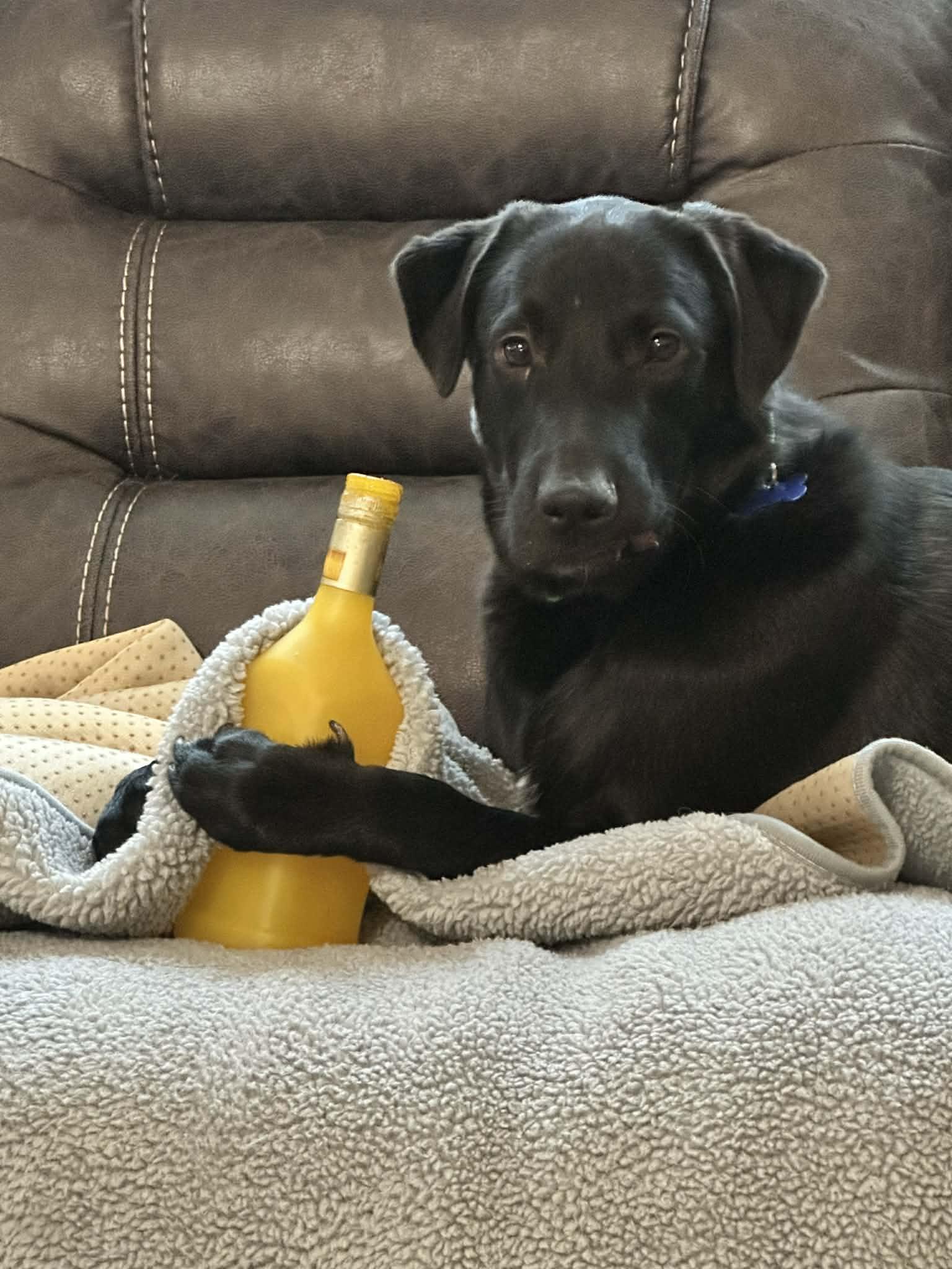 Enlarge Radish, a ADOPTABLE mixed breed in Columbia, MO image 3/6