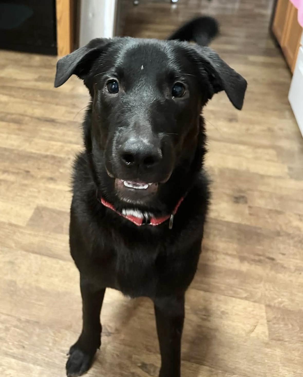 Enlarge Radish, a ADOPTABLE mixed breed in Columbia, MO image 6/6