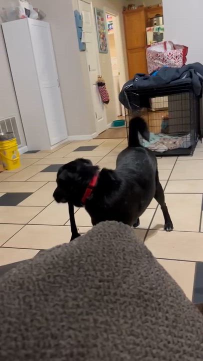 Enlarge Radish, a ADOPTABLE mixed breed in Columbia, MO video 4/6