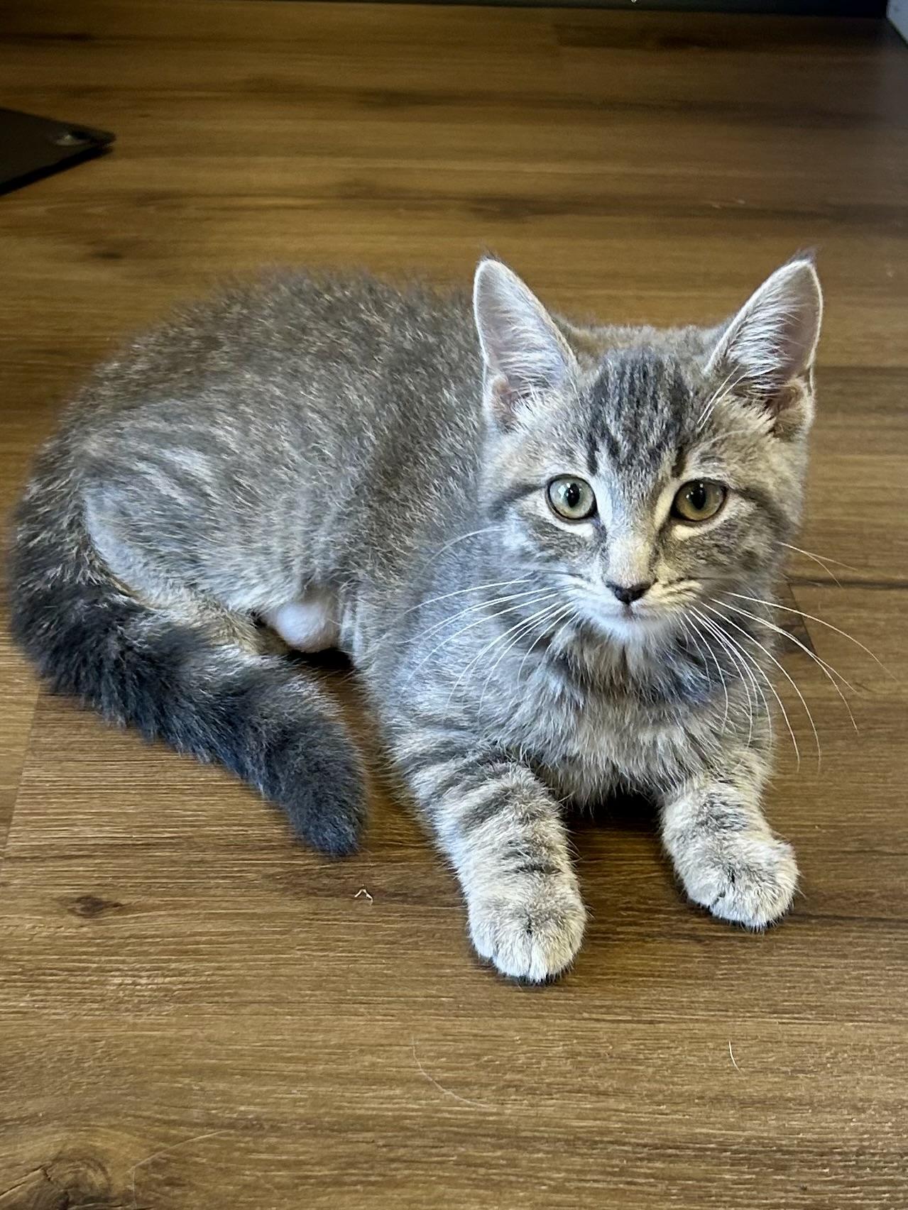 Enlarge Acorn, an adopted Domestic Short Hair in Decatur, IL image 2/6