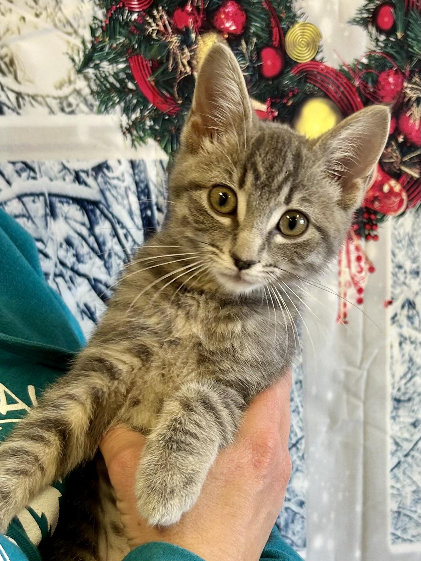 Acorn, adopted, Kitten Female Domestic Short Hair.