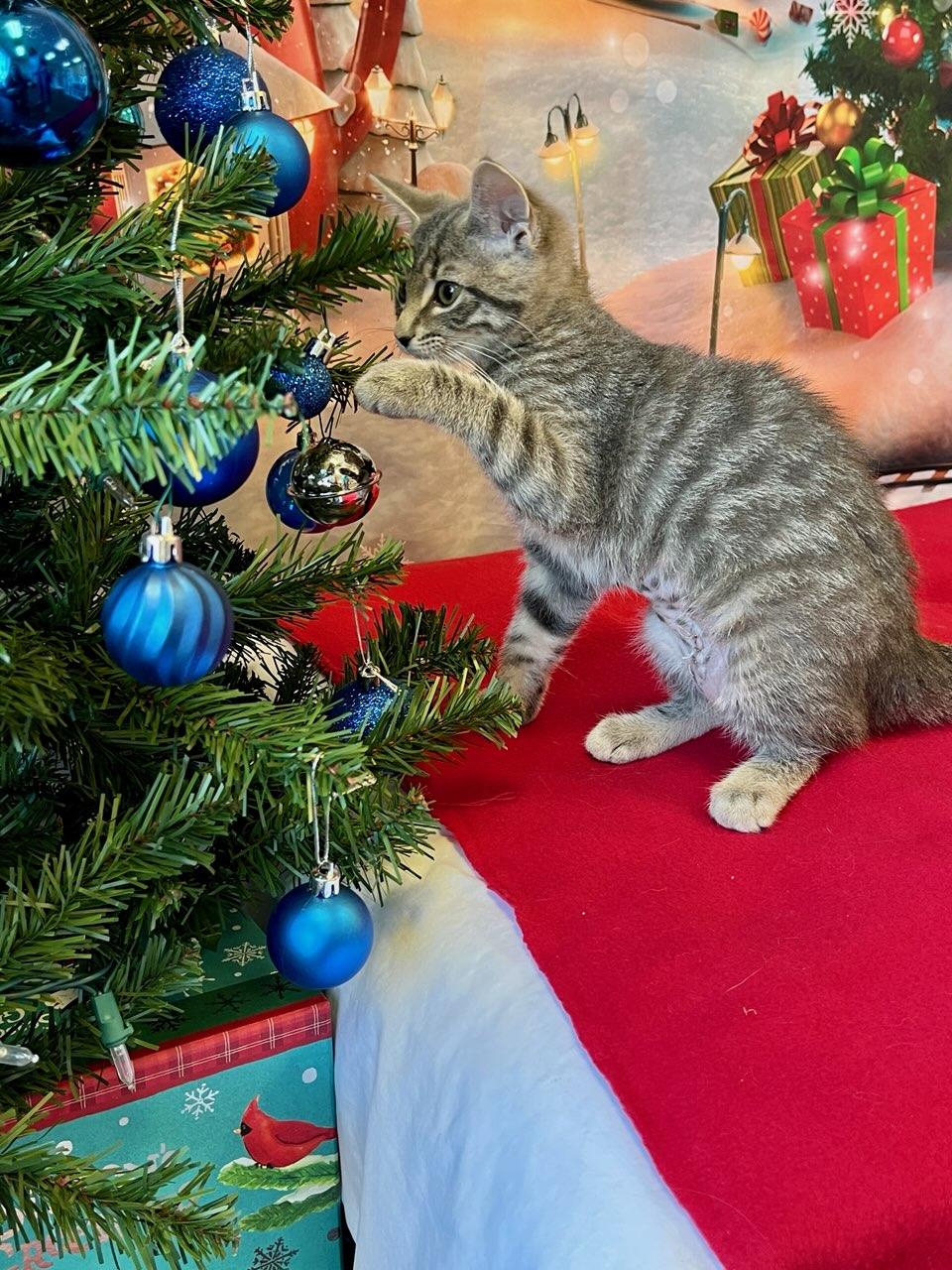 Enlarge Acorn, an adopted Domestic Short Hair in Decatur, IL image 4/6