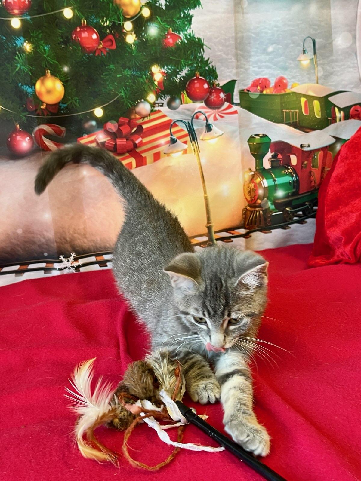 Enlarge Acorn, an adopted Domestic Short Hair in Decatur, IL image 5/6