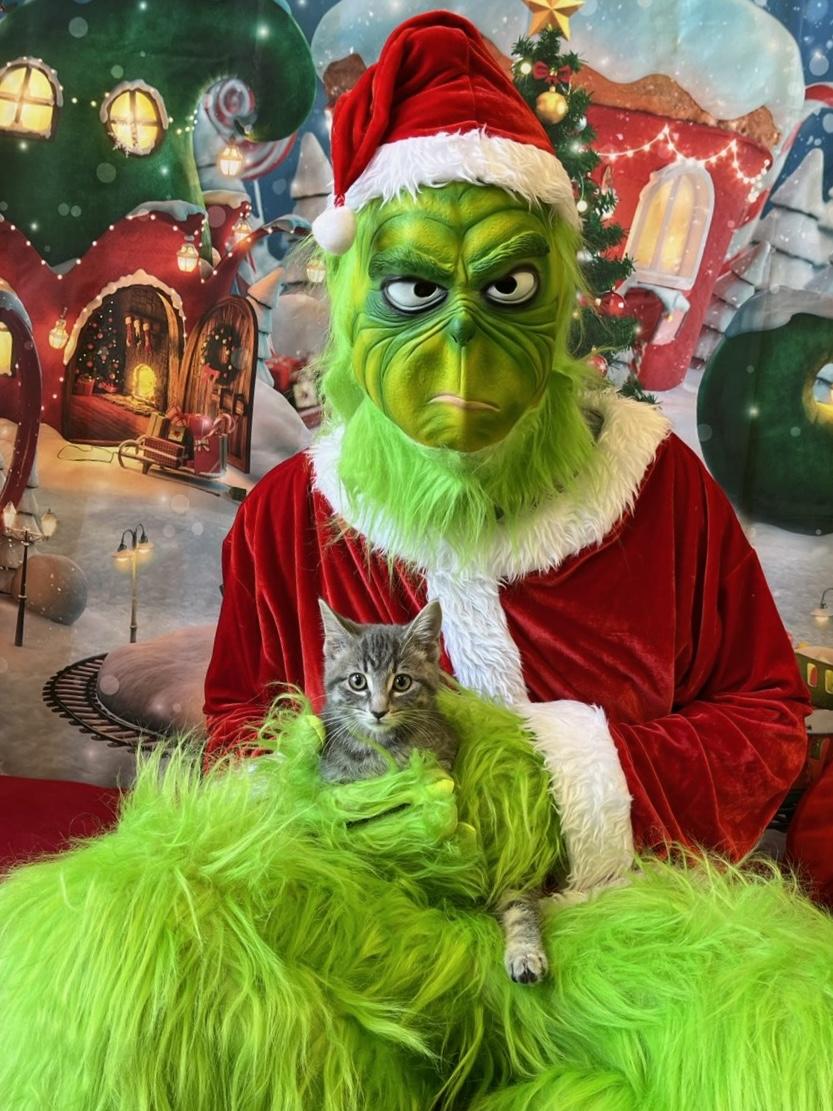 Enlarge Acorn, an adopted Domestic Short Hair in Decatur, IL image 6/6