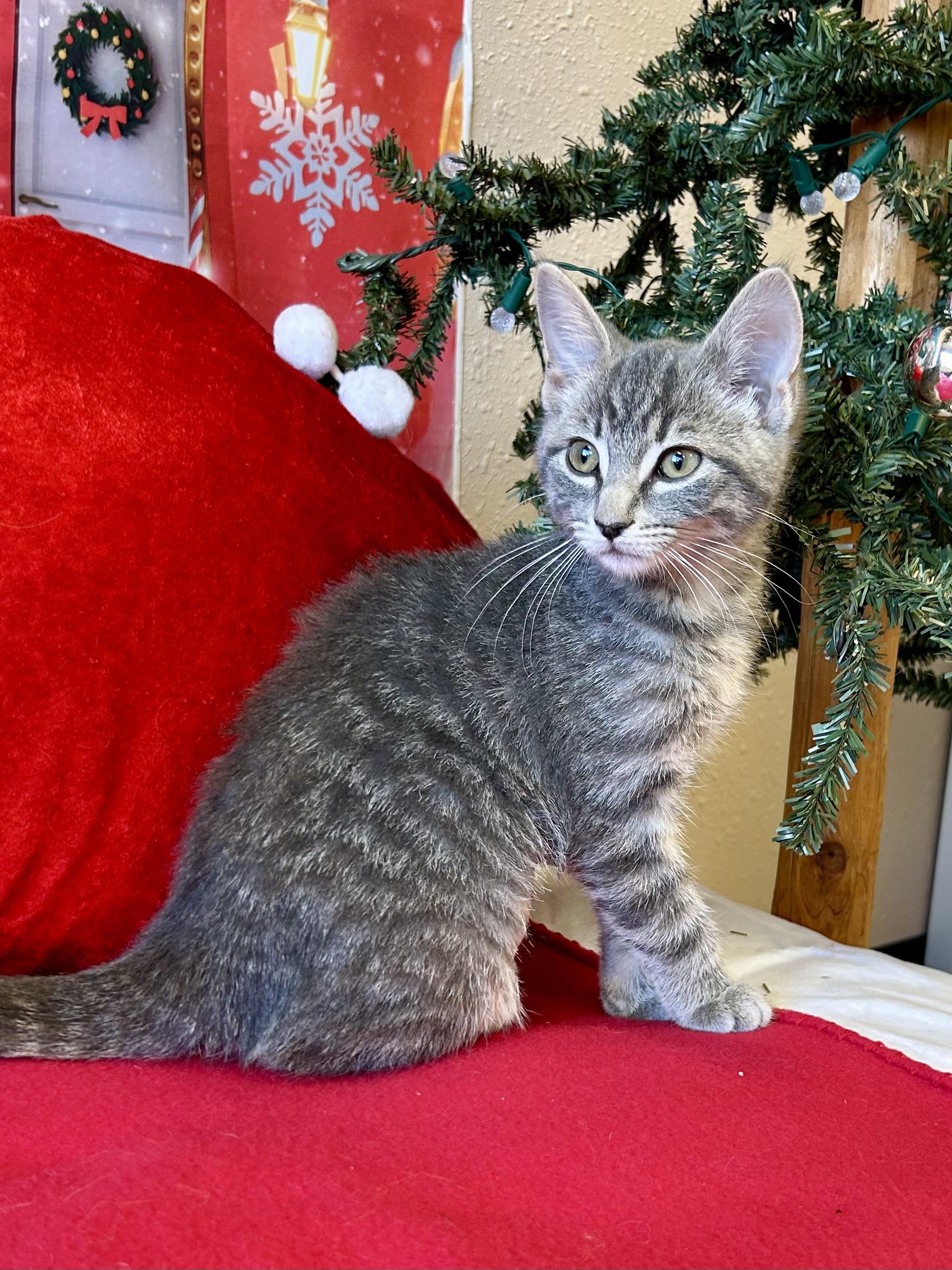Enlarge Acorn, an adopted Domestic Short Hair in Decatur, IL image 3/6