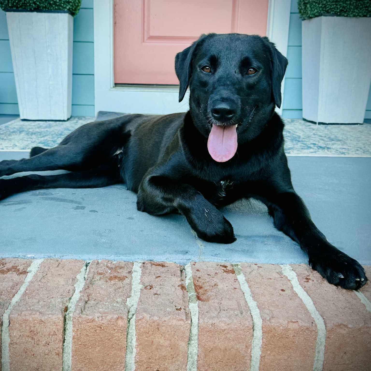 Enlarge Ciara, a ADOPTABLE mixed breed in Rock Hill, SC image 2/6