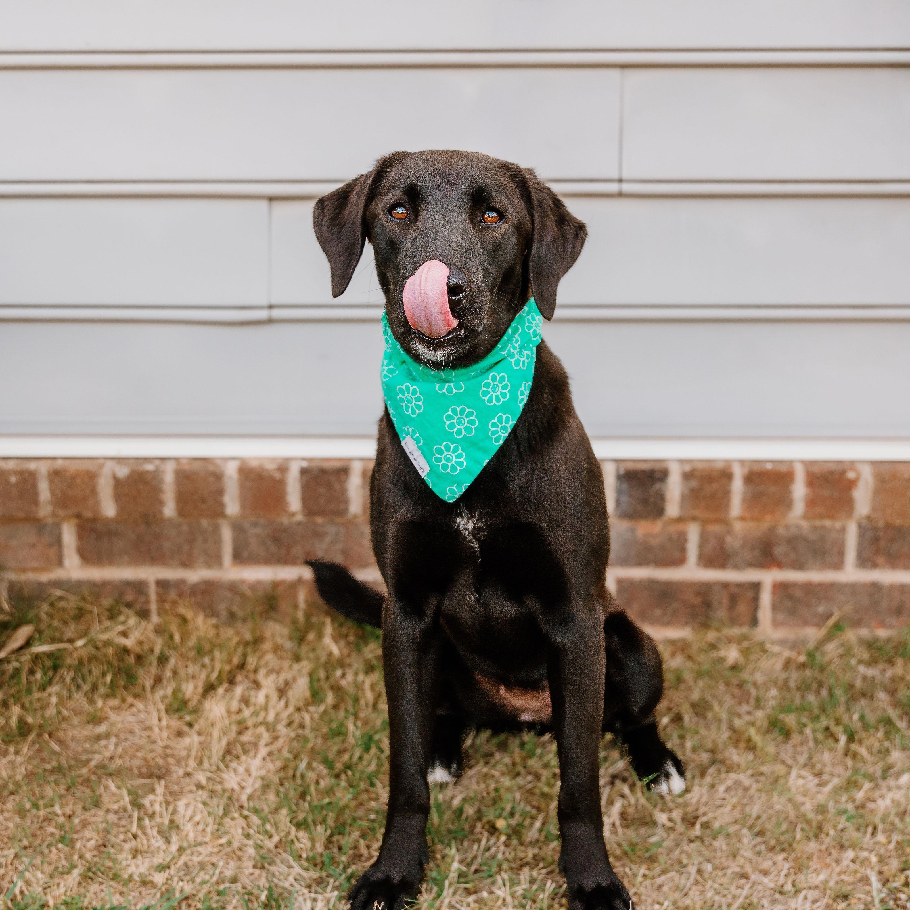 Enlarge Ciara, a ADOPTABLE mixed breed in Rock Hill, SC image 6/6