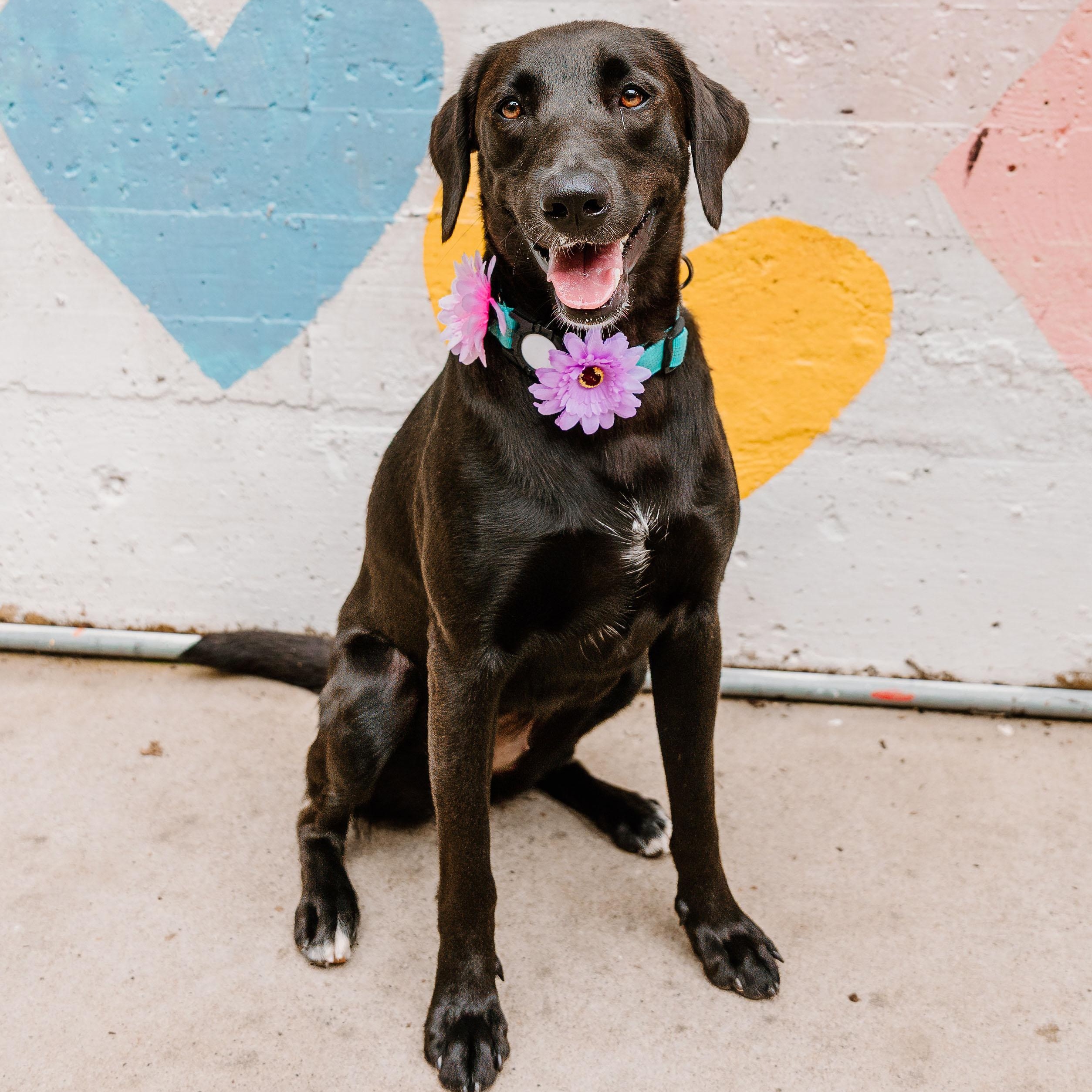 Ciara, ADOPTABLE, Young Female Labrador Retriever & Mixed Breed.