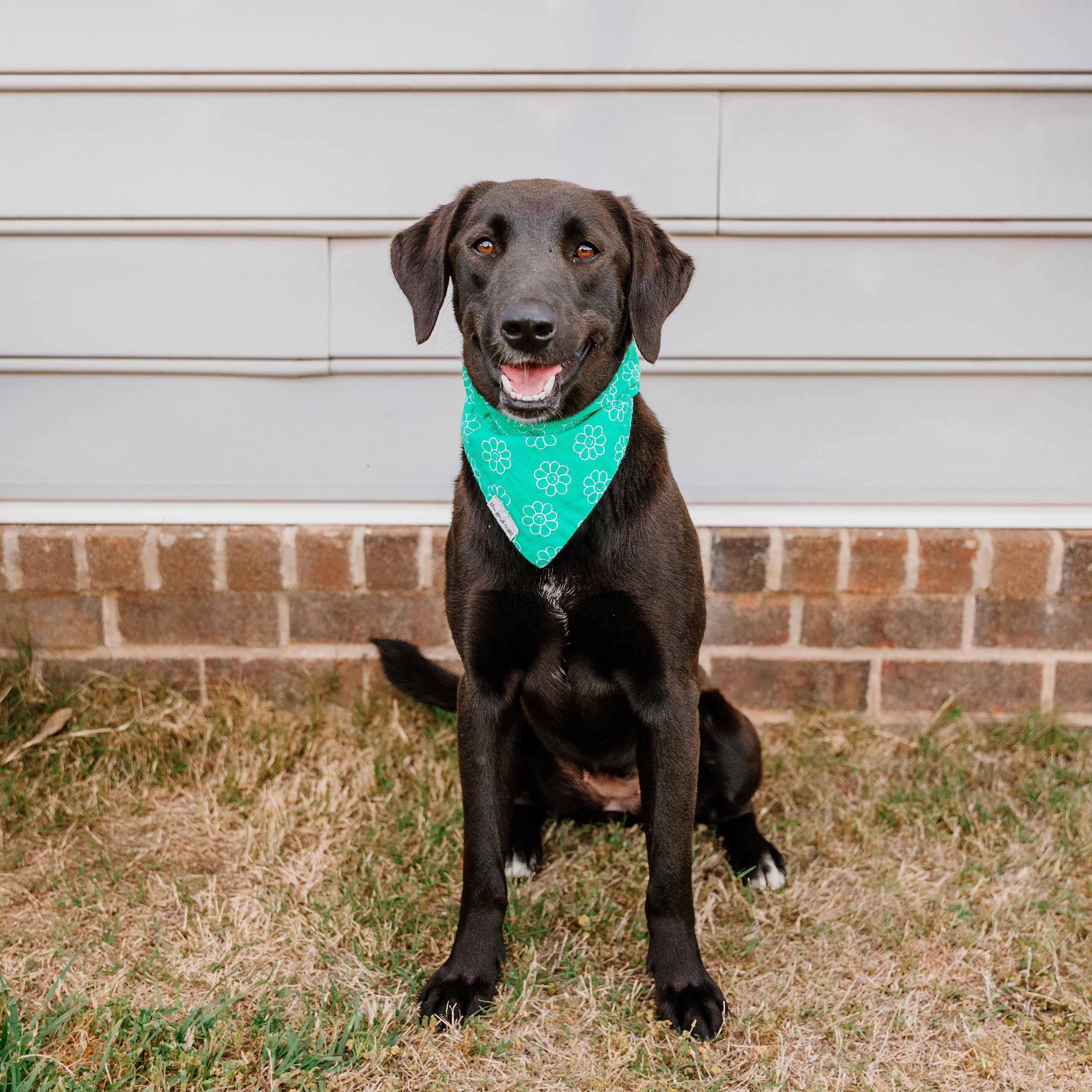 Enlarge Ciara, a ADOPTABLE mixed breed in Rock Hill, SC image 1/6