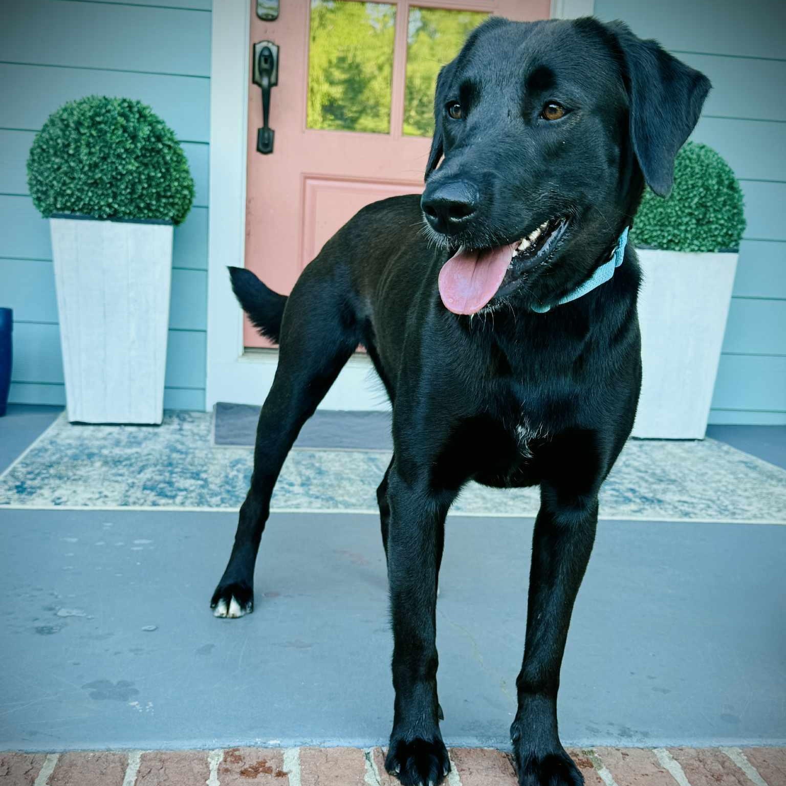 Enlarge Ciara, a ADOPTABLE mixed breed in Rock Hill, SC image 5/6