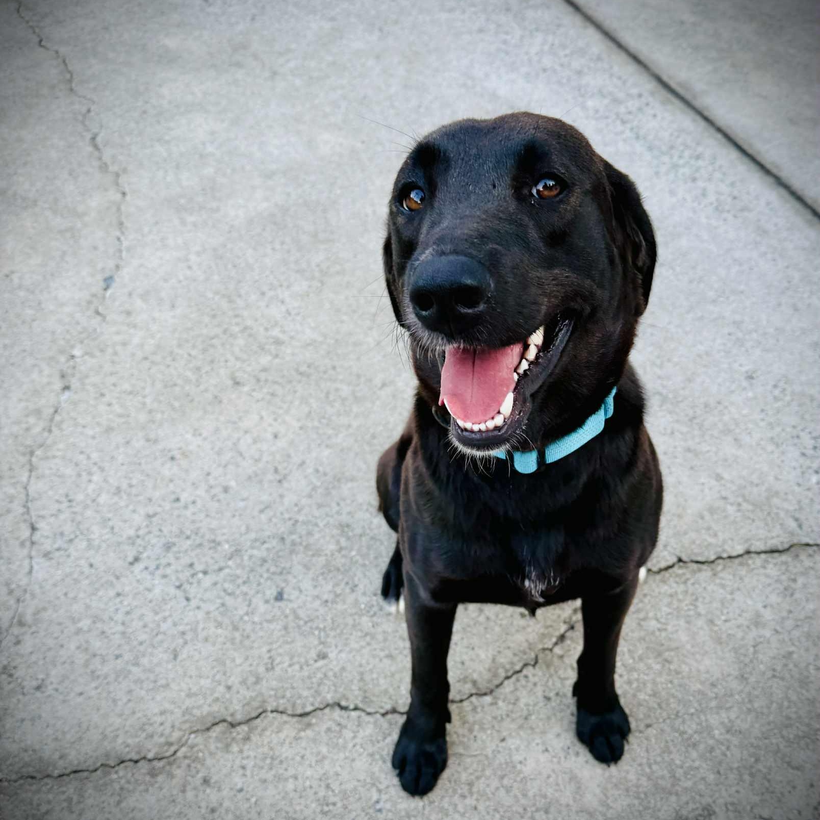 Enlarge Ciara, a ADOPTABLE mixed breed in Rock Hill, SC image 3/6