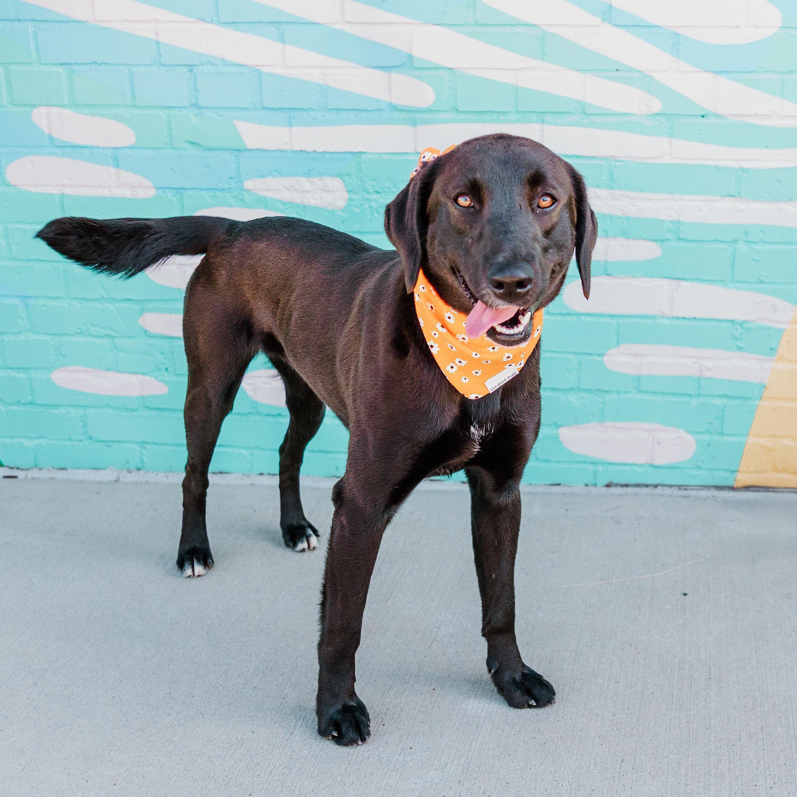 Enlarge Ciara, a ADOPTABLE mixed breed in Rock Hill, SC image 4/6