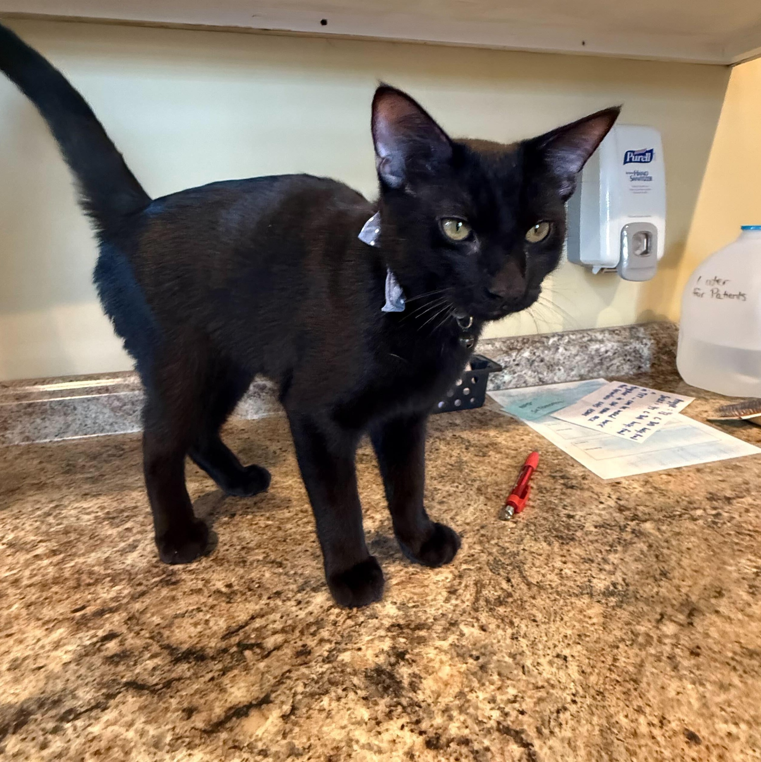 Blu, a Adopted Domestic Short Hair in Pineville, NC image 1/2