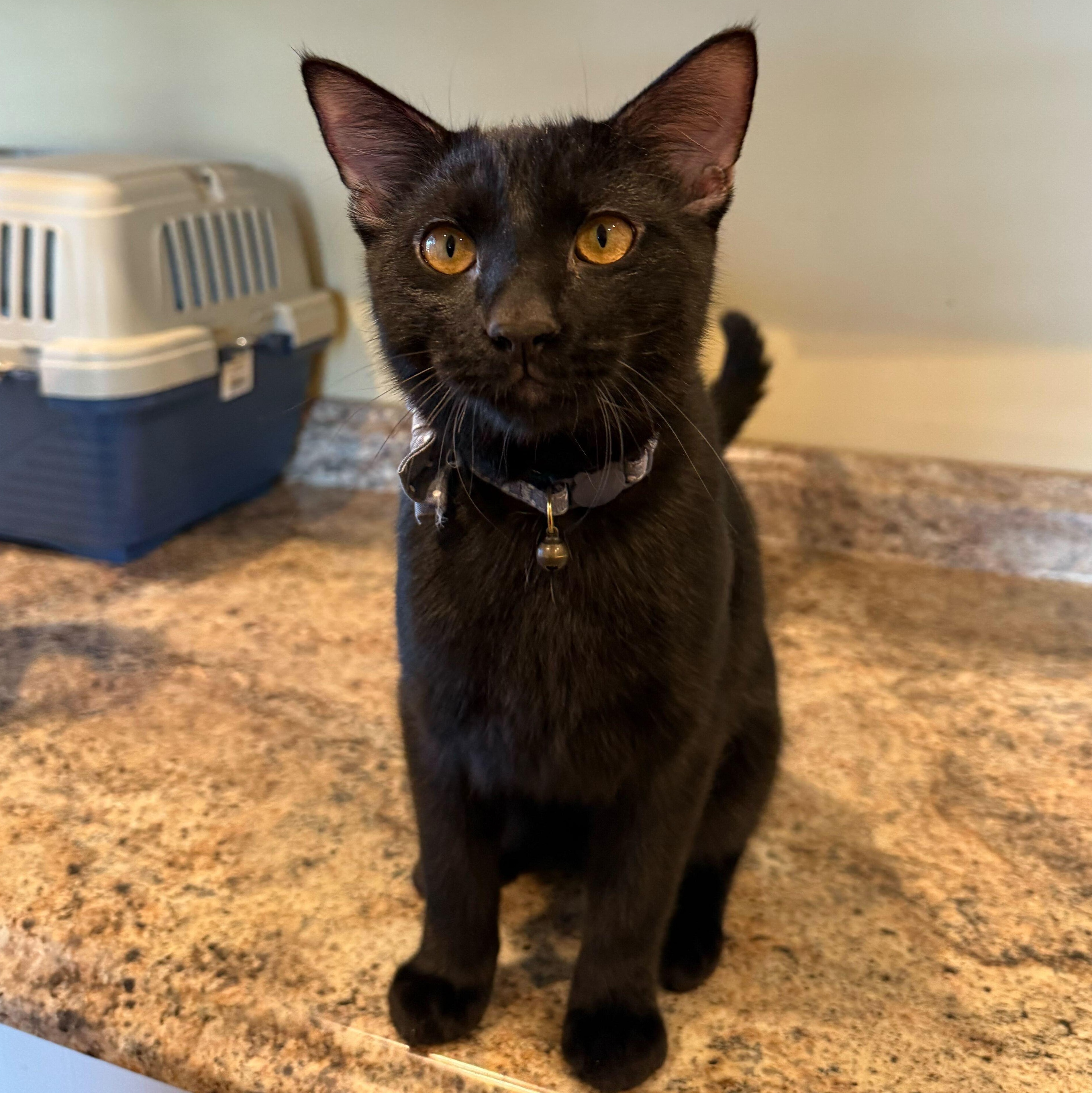 Blu, a Adopted Domestic Short Hair in Pineville, NC image 2/2