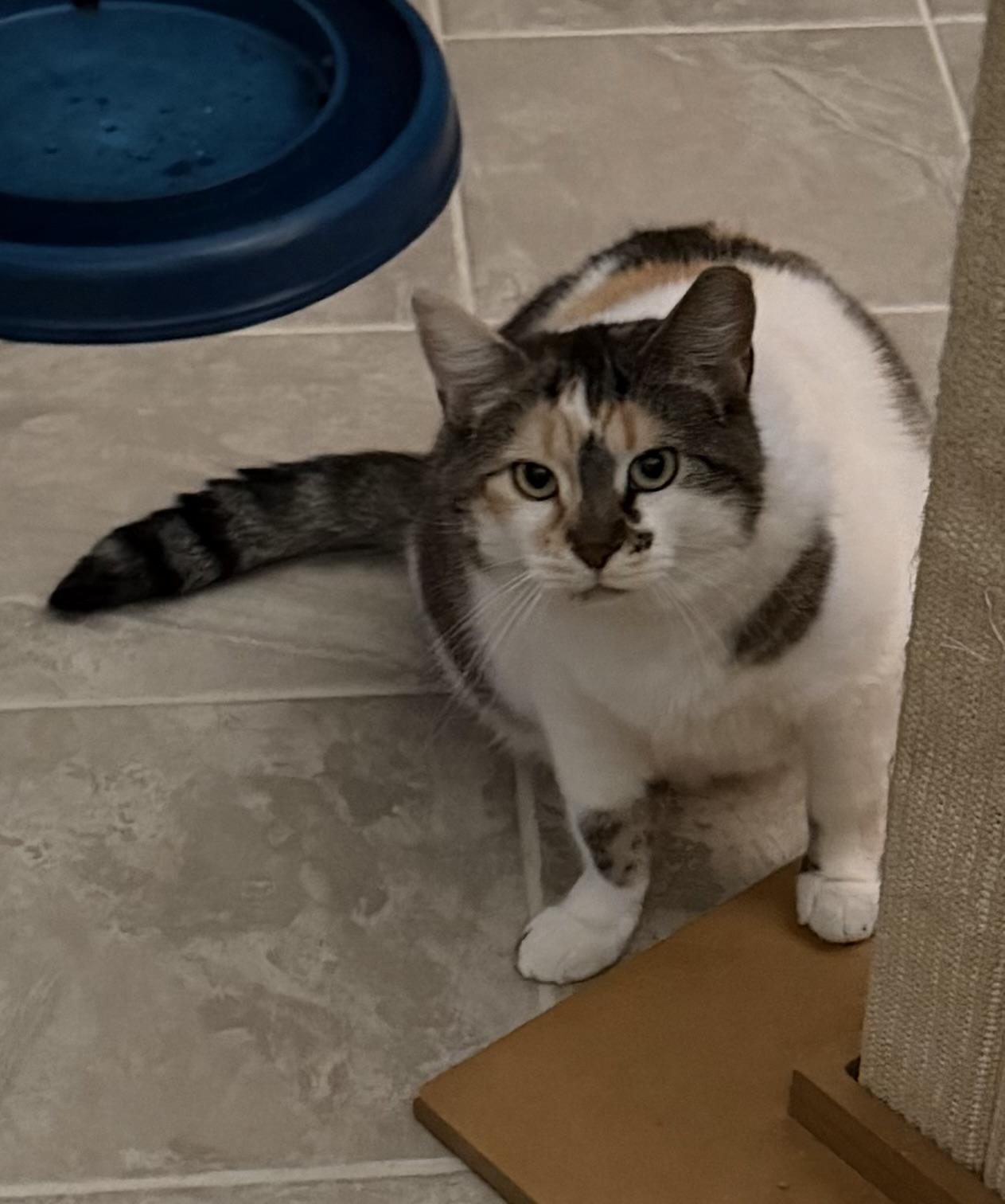 Enlarge Hazel, a Adoptable Domestic Medium Hair in GALESVILLE, WI image 2/6