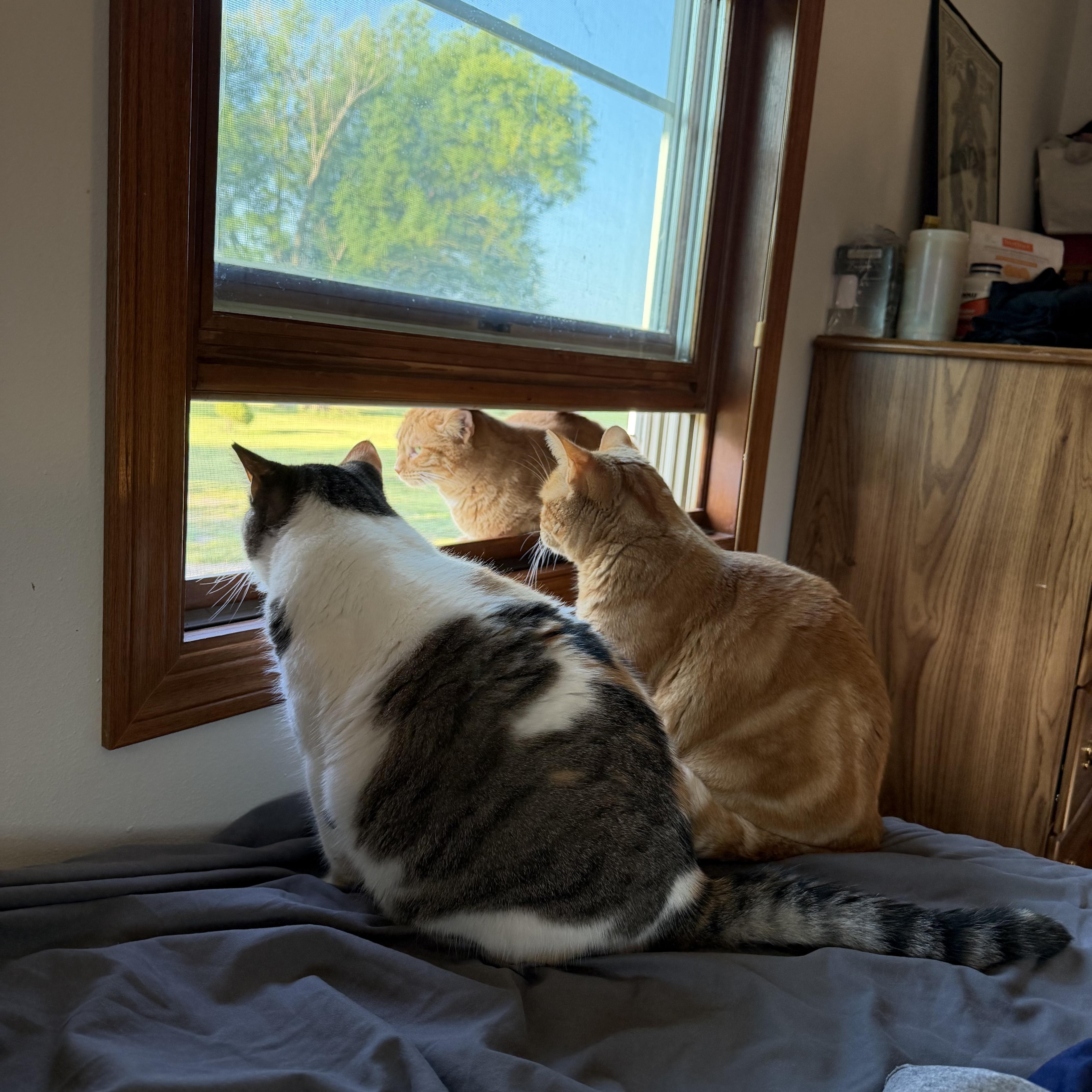 Enlarge Hazel, a Adoptable Domestic Medium Hair in GALESVILLE, WI image 6/6