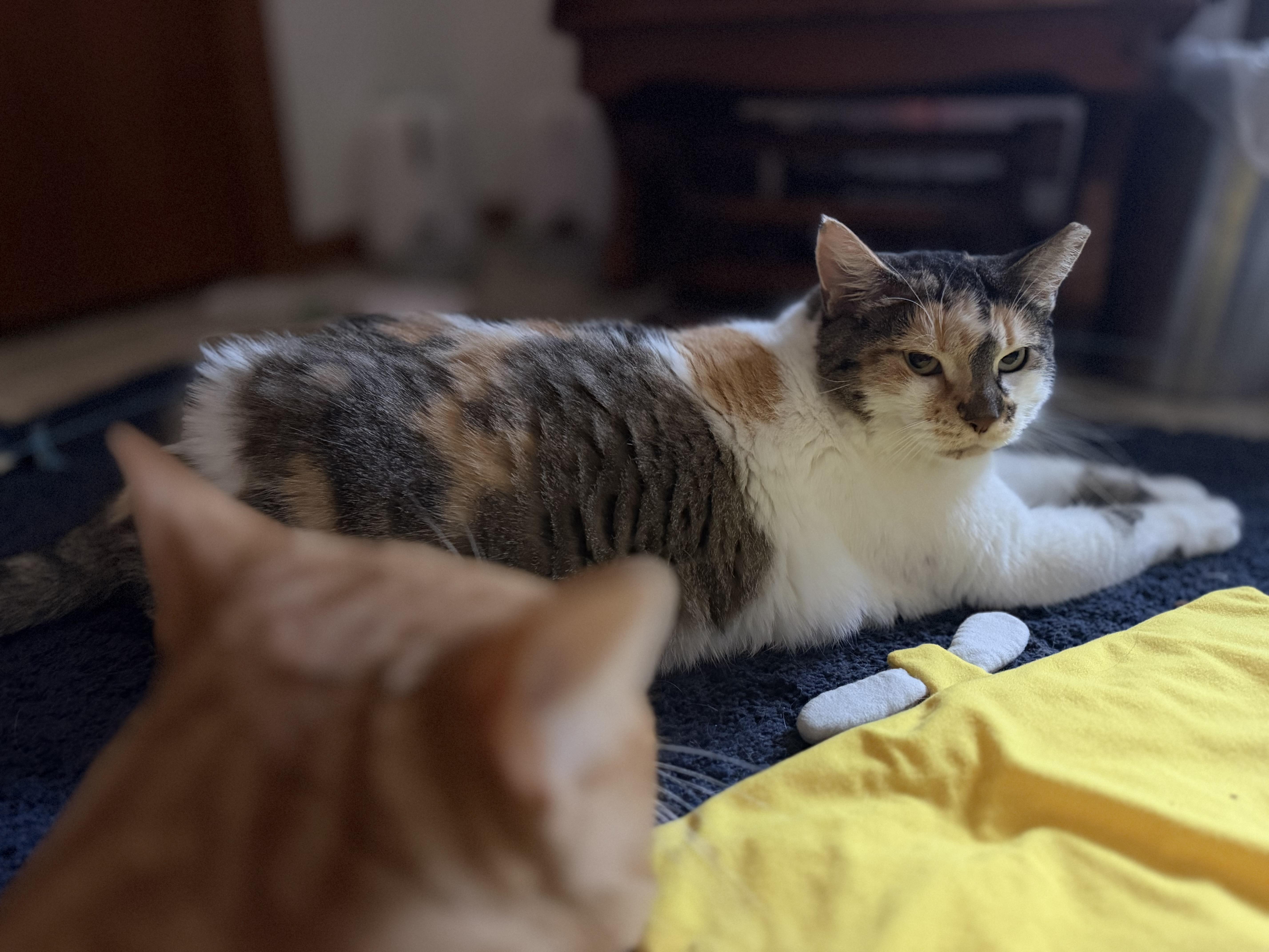 Enlarge Hazel, a Adoptable Domestic Medium Hair in GALESVILLE, WI image 3/6